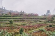 雅安产茶地区