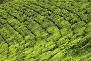 印度的茶叶主要分布在什么地区