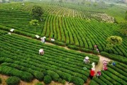 贵州茶叶种植面积