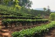 白茶种植条件气候